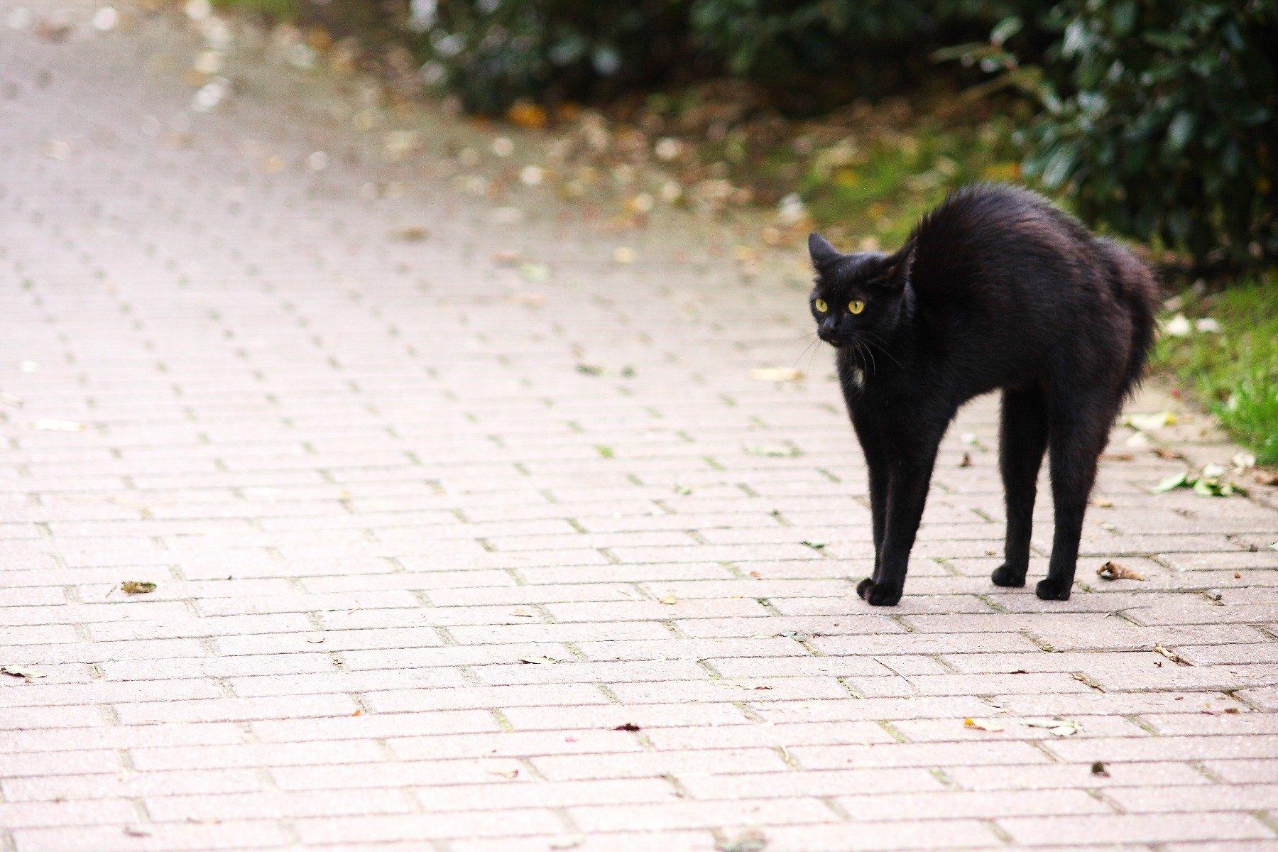 Kater nach der Kastration