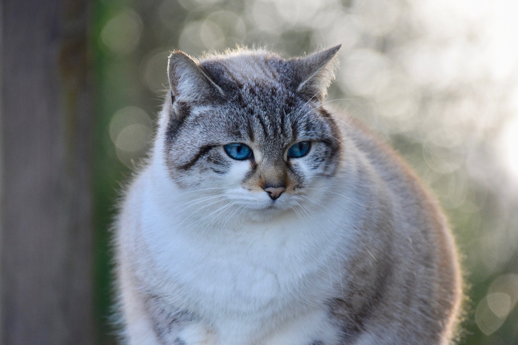 Kastrierte Katzen sind oft dick