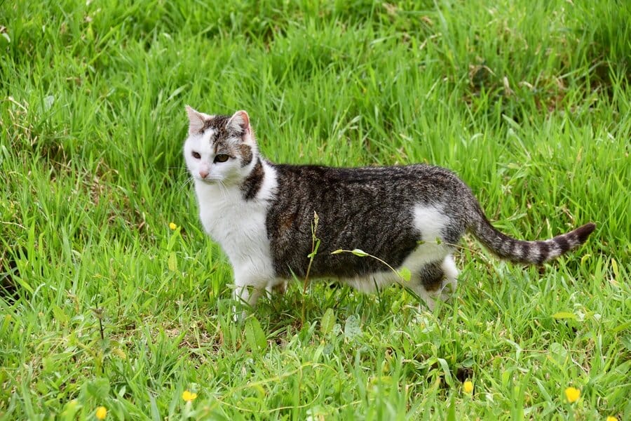 Freigänger-Katzen kastrieren