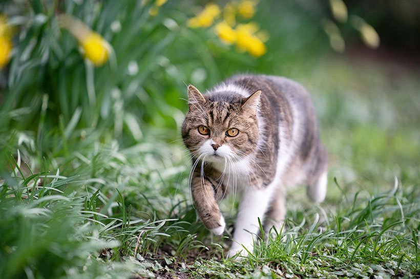 Kater auf Streifzug im Gras