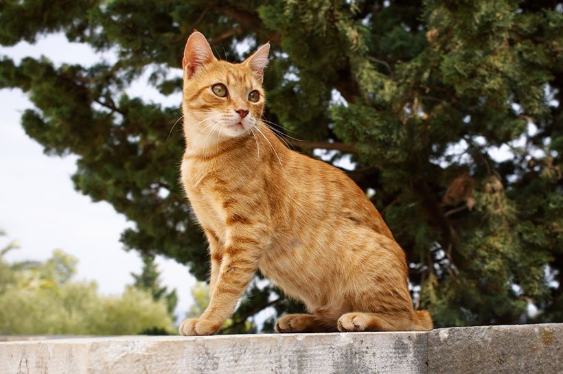 Kater mit rotem Fell sitzt auf einer Mauer