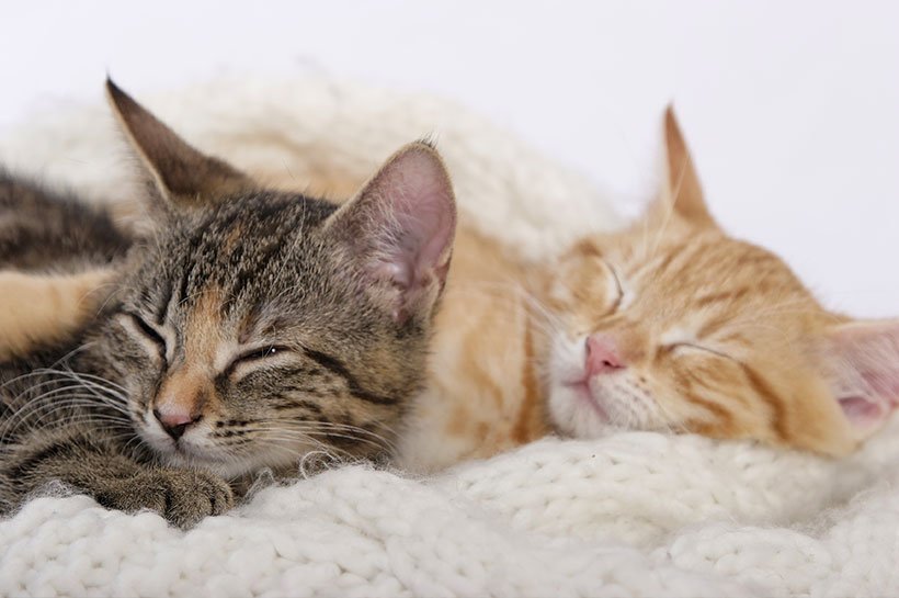 Zwei Katzen schlafend auf einer Decke