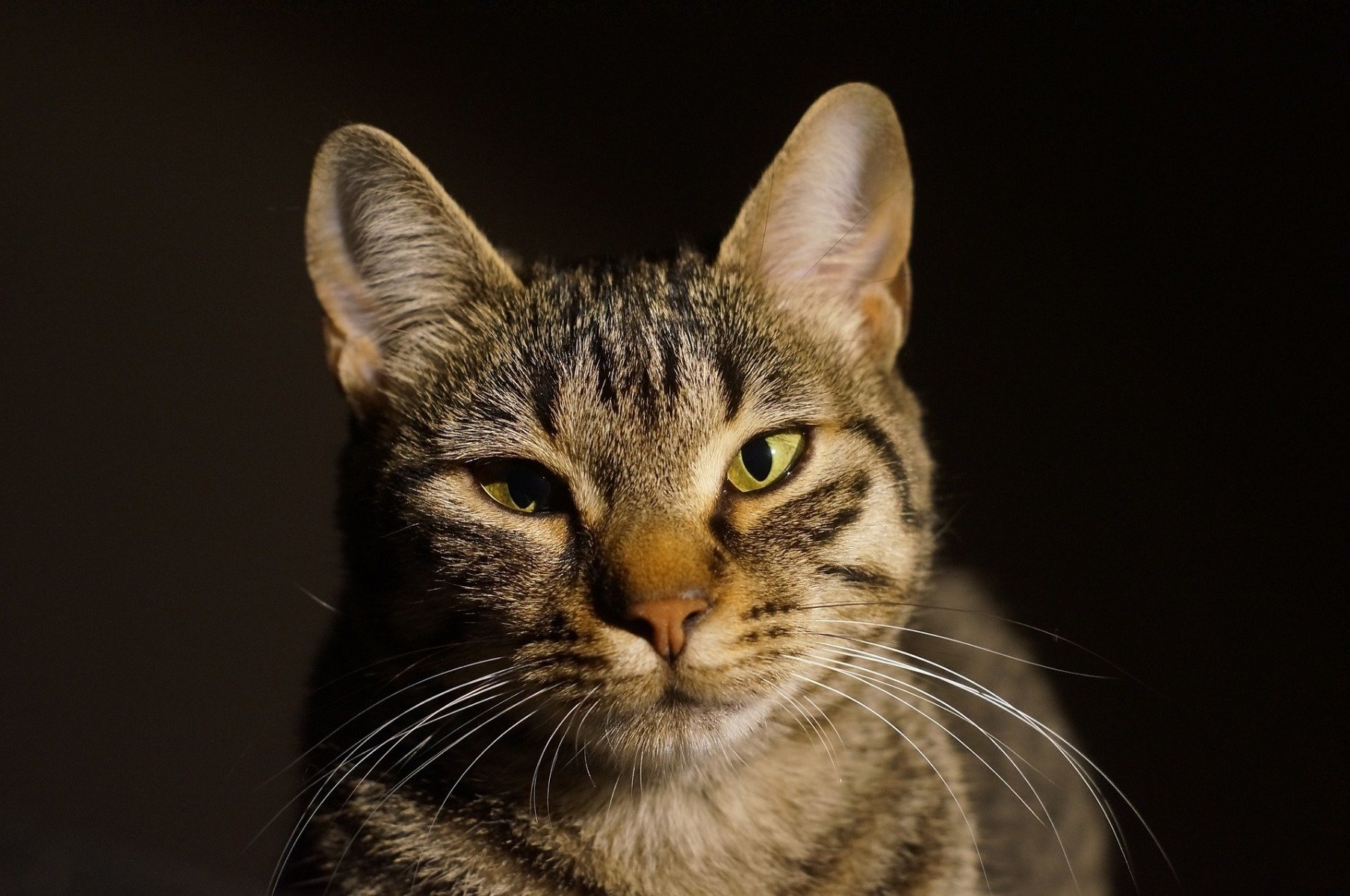 Grau getigerte Katze kneift Augen zusammen