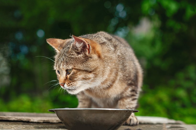 Braun-getigerte Katze frisst aus einer Edelstahl-Schüssel.