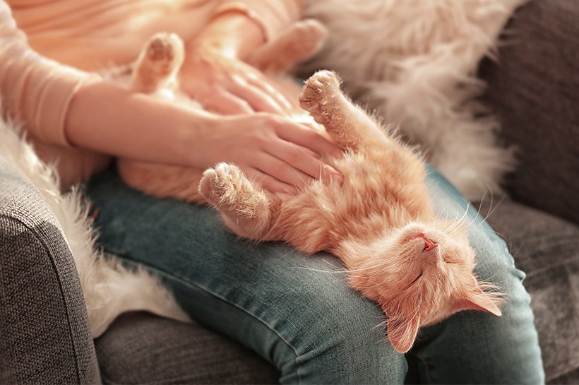 Junge flauschige Katze liegt auf dem Rücken auf dem Schoß einer Frau und lässt sich den Bauch streicheln.