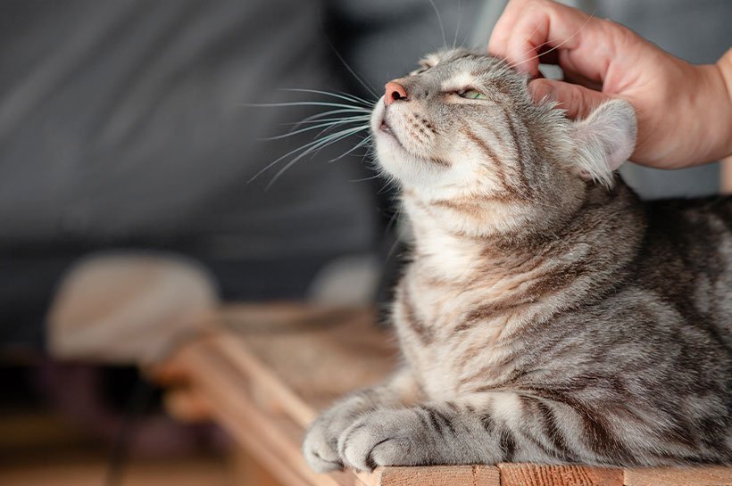 Katze genießt Streicheleinheit