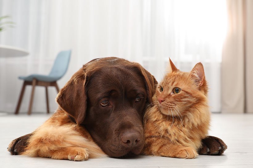 Hund und Katze liegen zusammen auf dem Boden