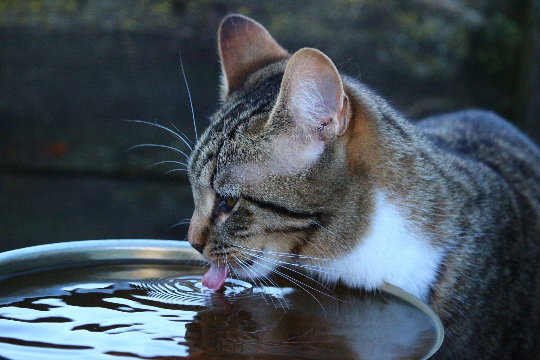 Katze trinkt Wasser aus Napf
