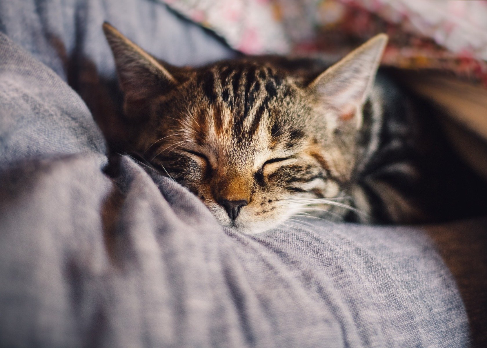 Junge graugetigerte Katze mit geschlossenen Augen liegt in einem menschlichen Arm – wirkt müde oder krank