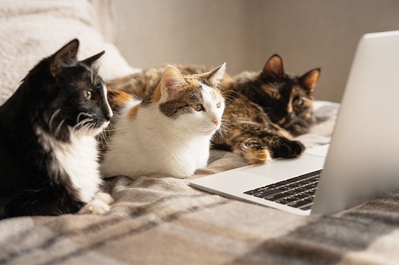 Drei Katzen liegen auf einem Bett und schauen gespannt in einen Laptop.