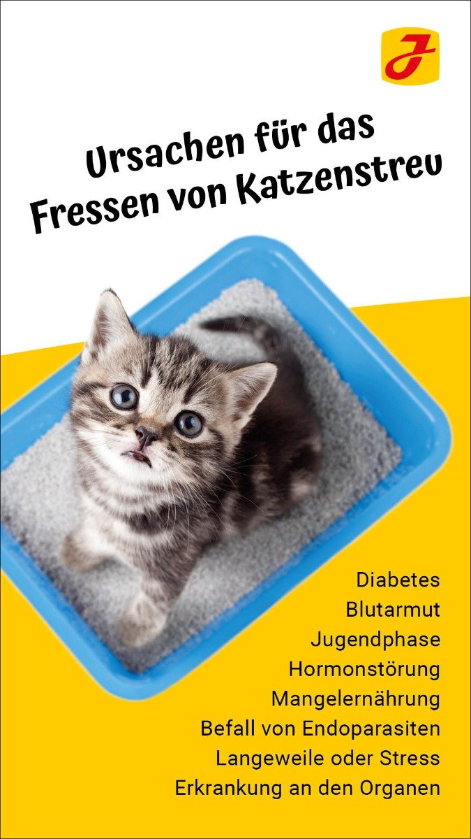 Katze Frisst Katzenstreu Gefährlich