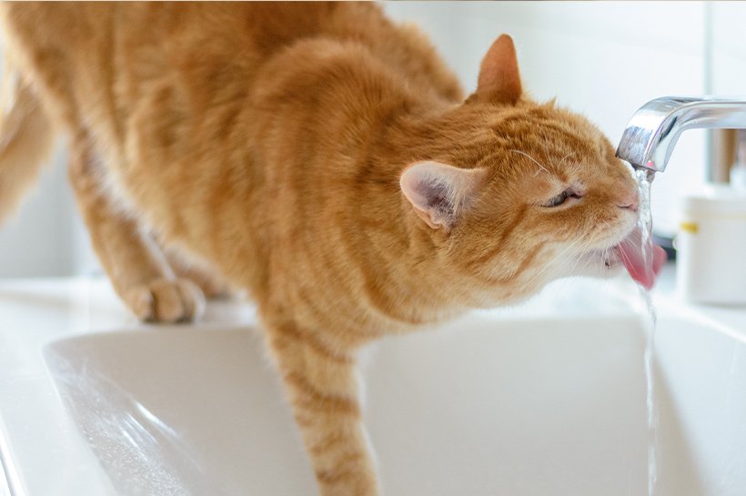 Getigerte Katze trinkt aus dem Wasserhahn eines Waschbeckens