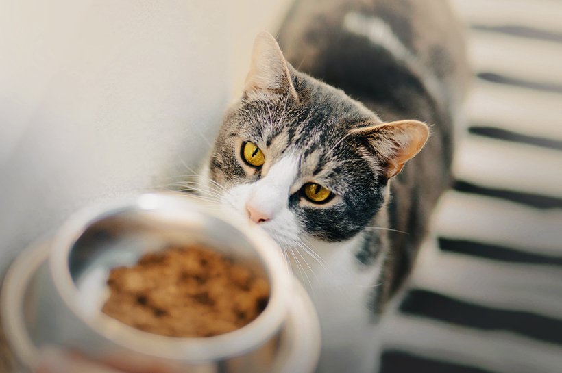 Katze mit bernsteinfarbenen Augen schaut auf ihren vollen Futternapf mit Katzennassfutter