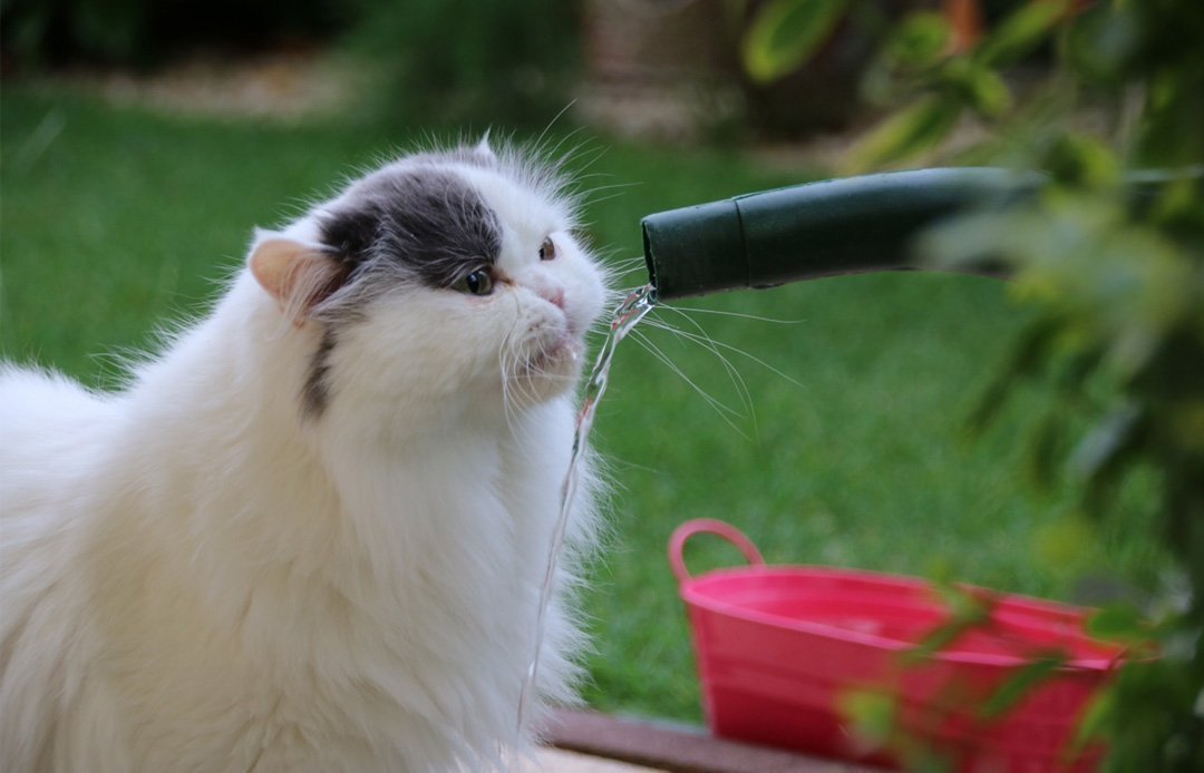 Katze Kotet Sich Voll