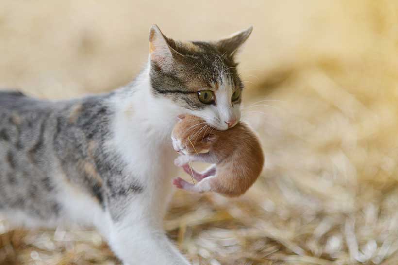 Katze trägt ein Junges Katze trägt ein Junges