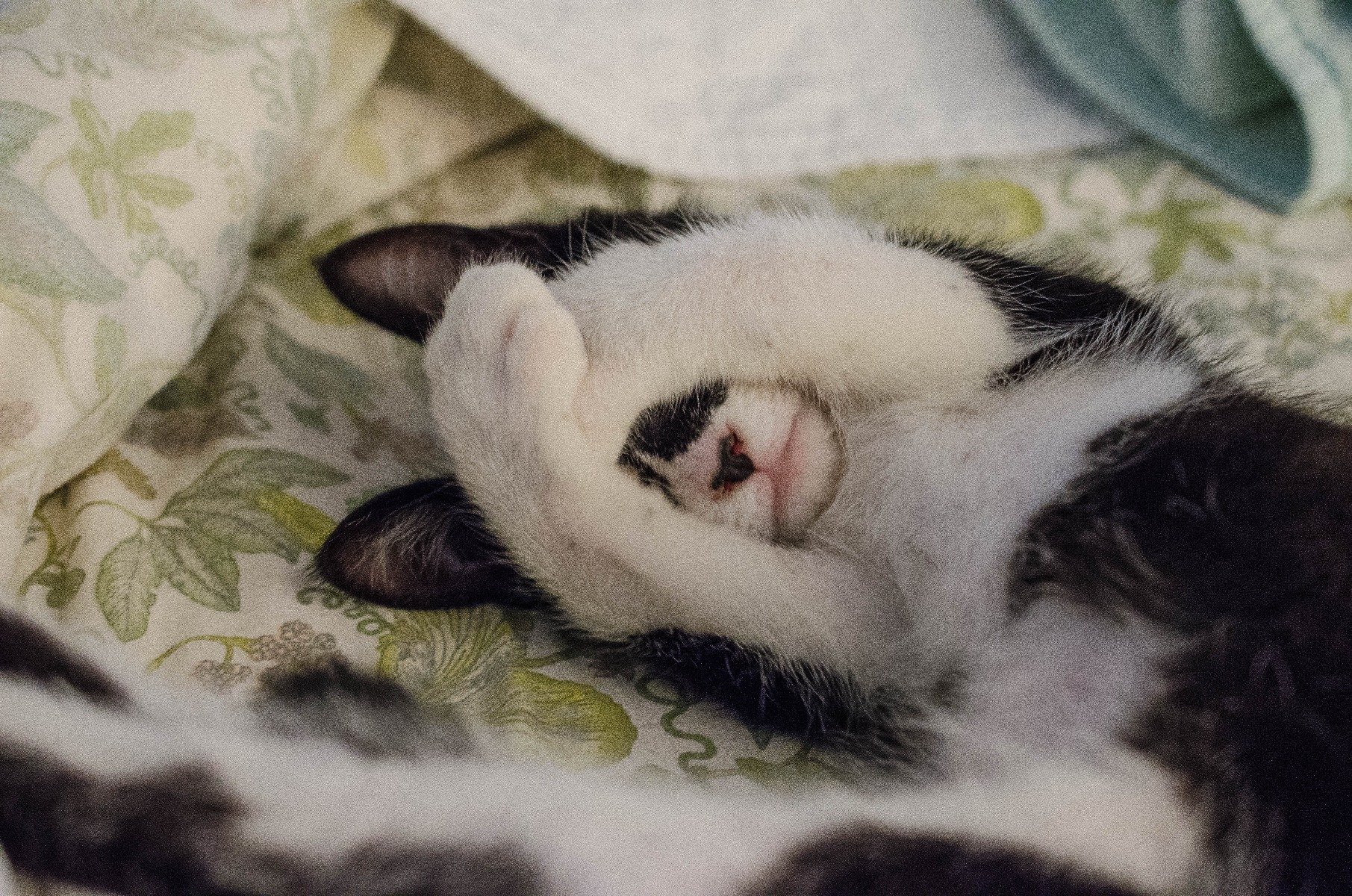 Katze Uriniert Auf Decke