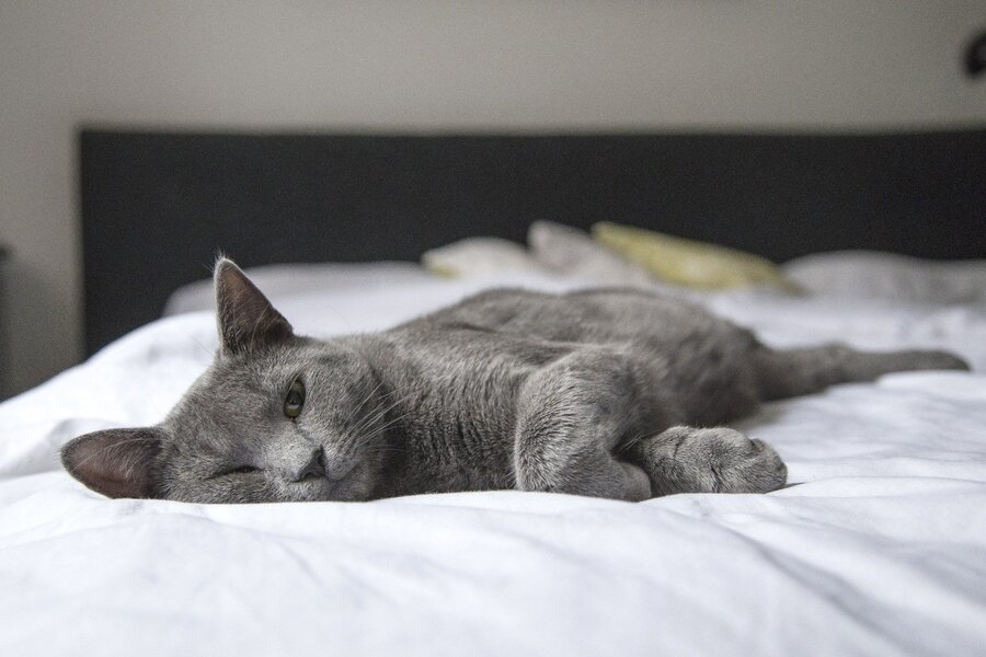 Katze pinkelt ins Bett – körperliche Ursachen