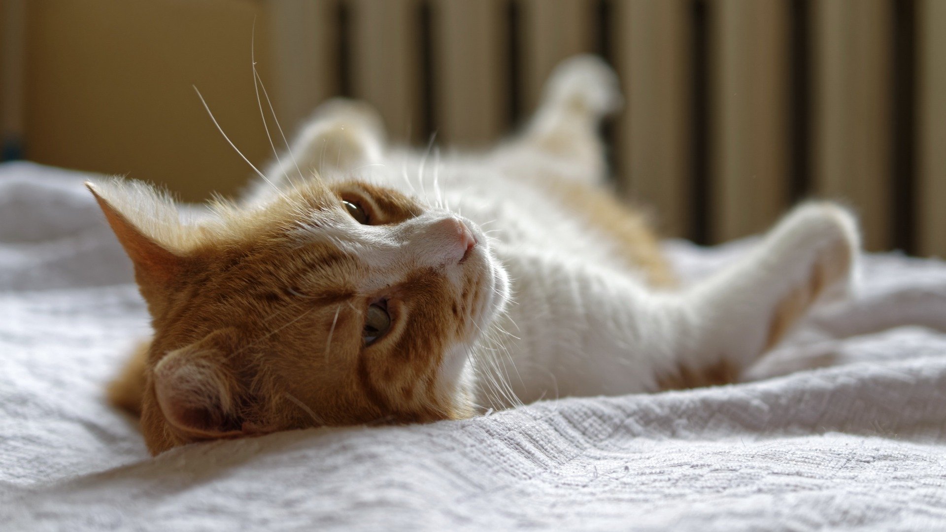 Katze Pinkelt Und Kotet Ins Bett