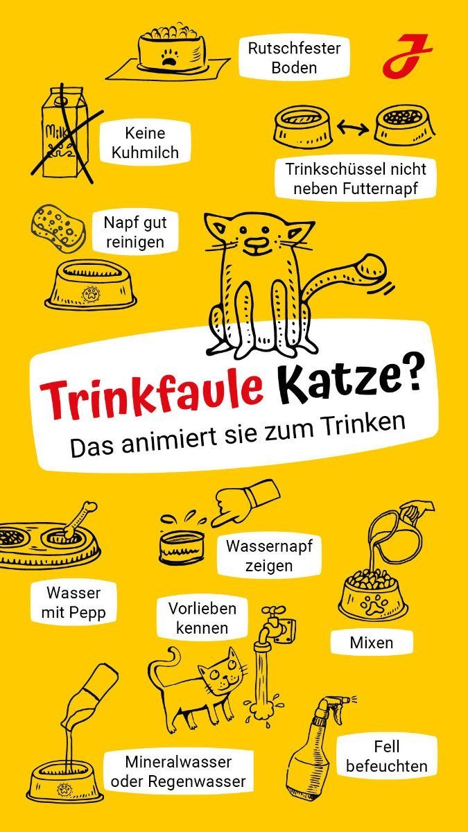 Katze Trinkt Nicht Bei Hitze