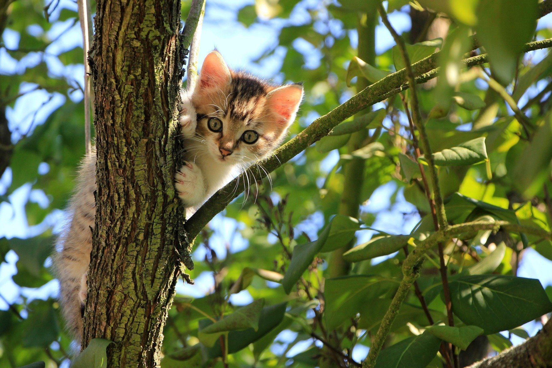 Katzen sind trinkfaul