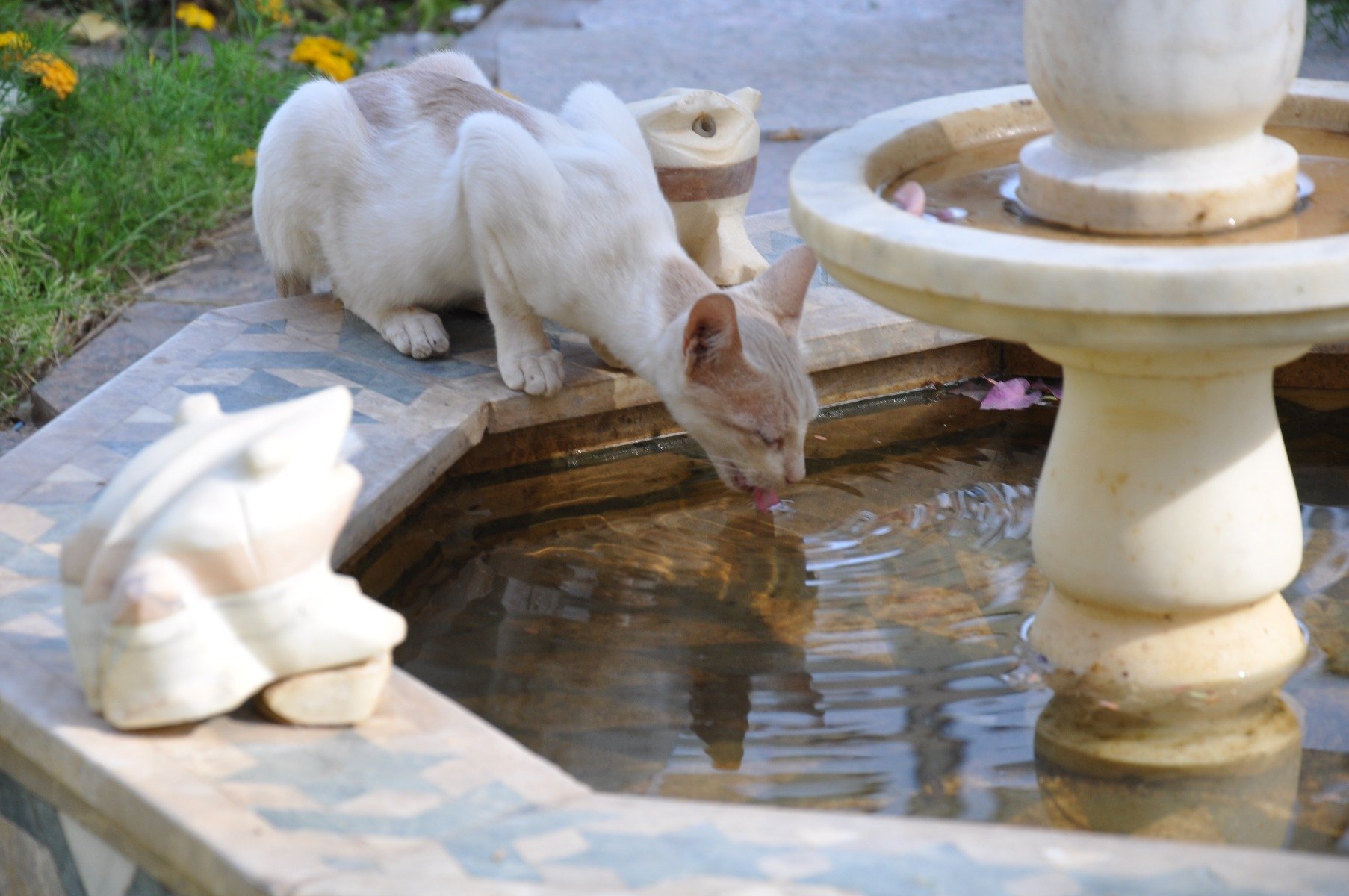 Katzen trinken von Natur aus wenig