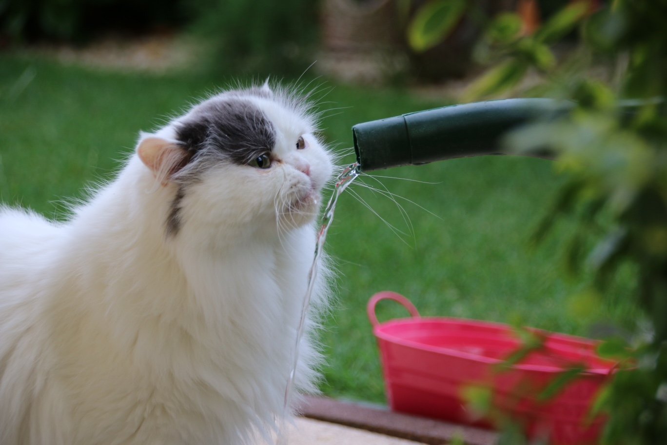 Katze trinkt aus Gießkannenstrahl