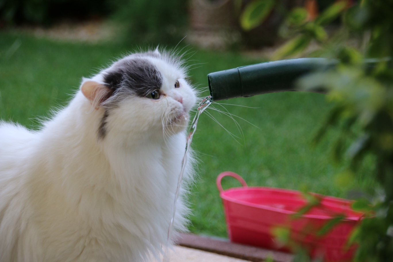 Ihre Katze Trinkt Sehr Viel Das Könnten Mögliche Ursachen Sein