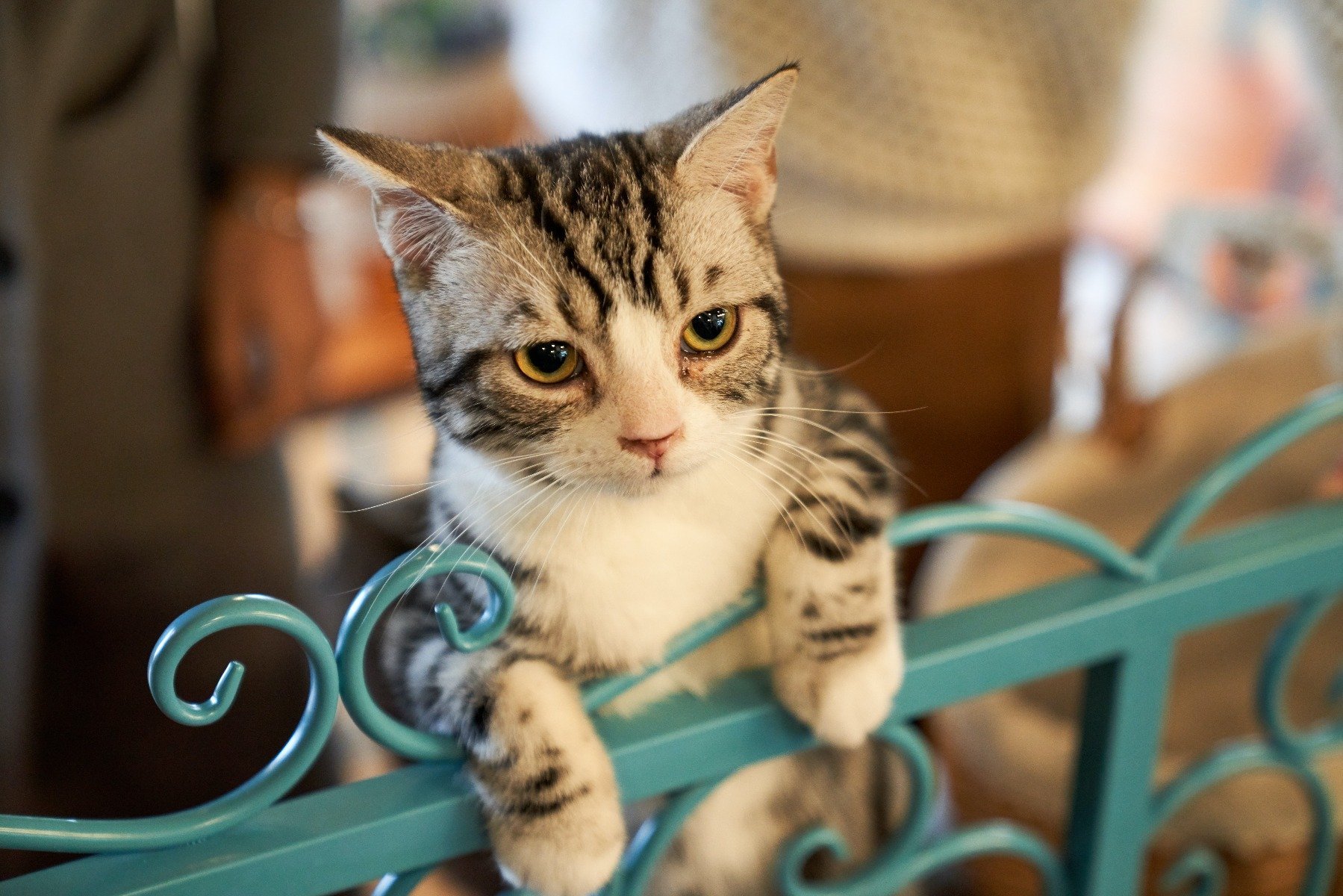 Wie Groß Sollte Eine Wohnung Für Eine Katze Sein