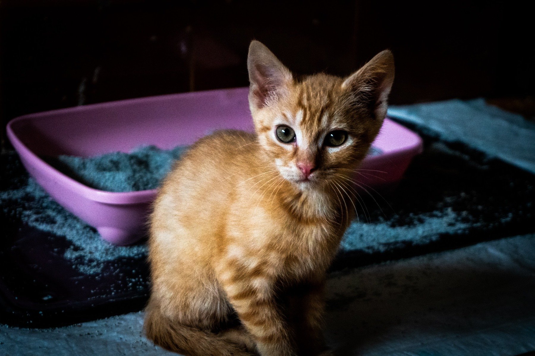 Katze Für Kleine Wohnung