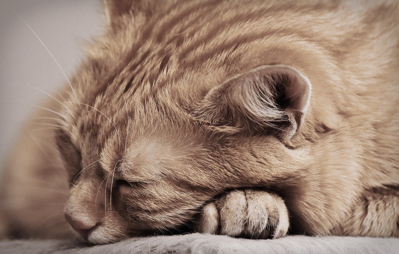 Nahaufnahme einer rötlichen Katze, deren Kopf auf ihren Pfoten liegt