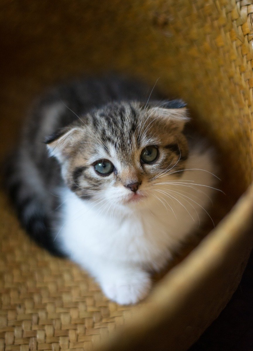 Getigerte Katze mit weißem Bauch sitzt in Korb und schaut nach oben