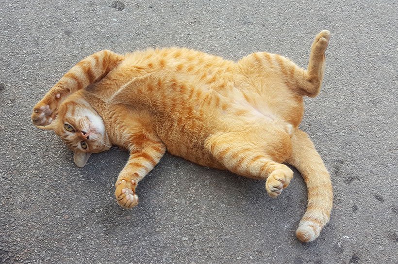 Eine übergewichtige rote Katze liegt auf dem Rücken. Katze mit Übergewicht.