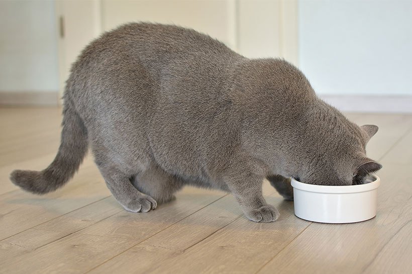Eine übergewichtige graue Katze frisst aus einem weißen Futternapf.