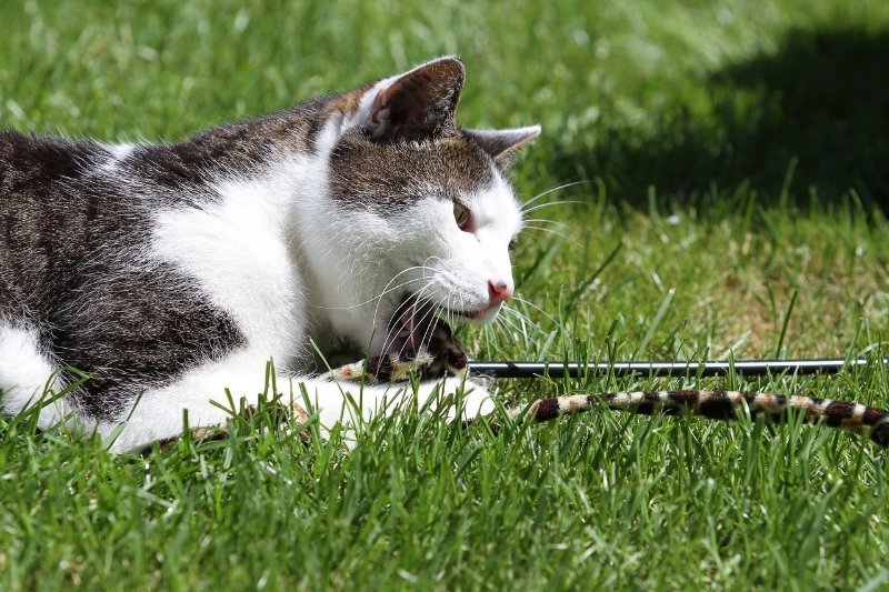 Ist Ihre Katze zu dick? So gehen Sie gegen das ...