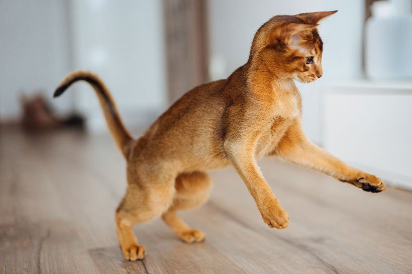 Katze Bleibt Klein Und Dünn