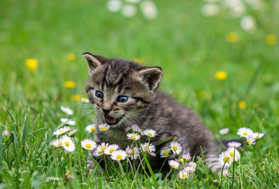 Meine Katze Erbricht Was Soll Ich Tun