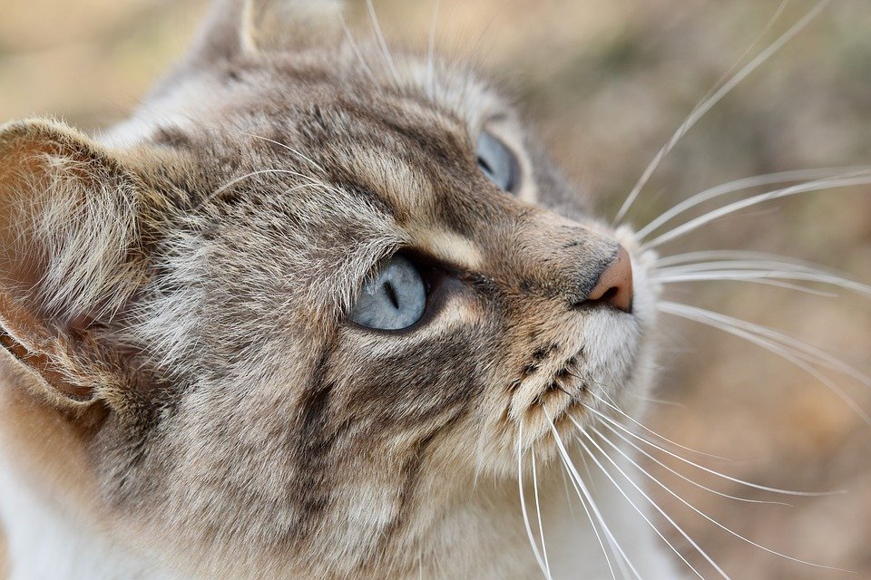 Katzenbabys Kitten Ernährung Im Ratgeber Fressnapf