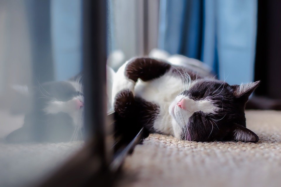 Meine Katze Frisst Nicht Grund Zur Sorge