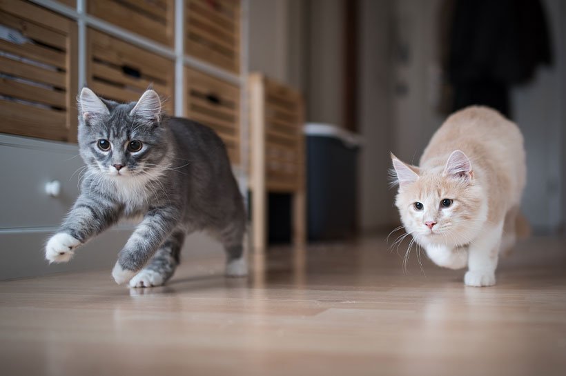 Zwei Katzen rennen durch Wohnung