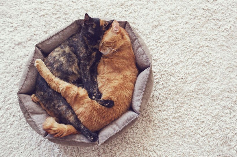 Zwei Katzen kuscheln in einem Körbchen