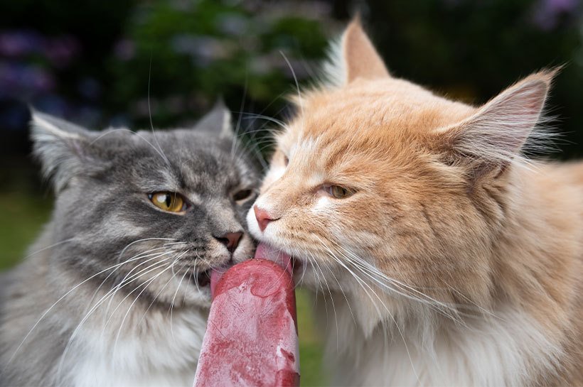 Zwei Katzen lecken gemeinsam an rotem Katzeneis