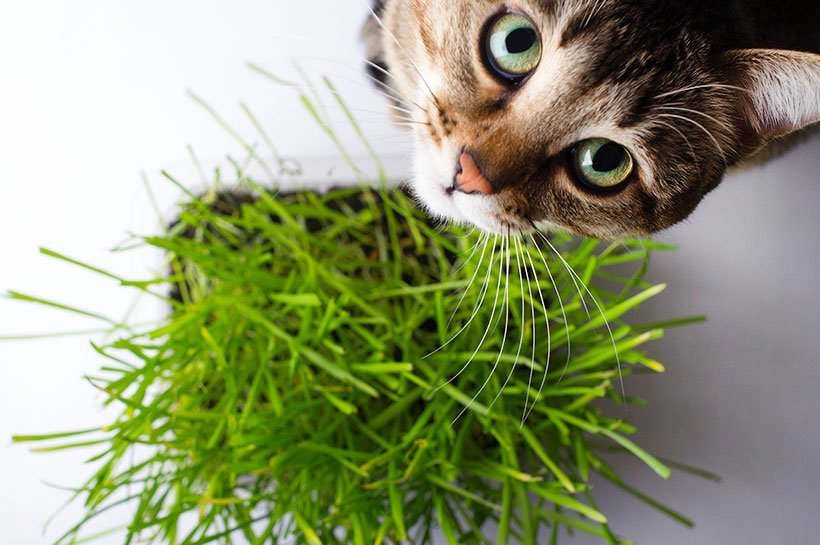 Katze steht vor Katzengras und schaut nach oben