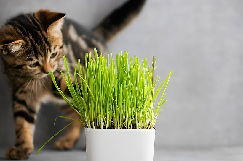 Junge Katze schnüffelt an Katzengrashalmen