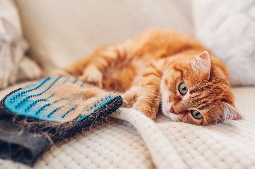 Rot getigerte Katze liegt auf heller Decke, neben ihr ein Handschuh mit Katzenhaaren darin. 