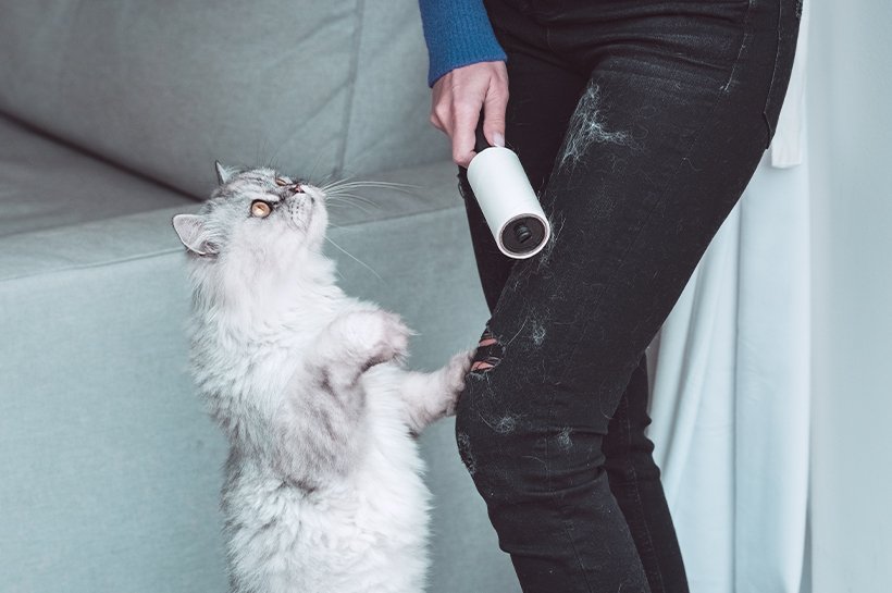 Weiß-graue, flauschige Katze sieht zu, wie ihr Frauchen die hellen Katzenhaare von einer dunklen Jeans entfernt. 