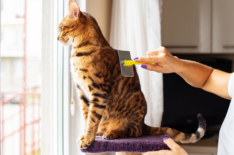 Braun getigerte Katze guckt aus dem Fenster und wird gebürstet.