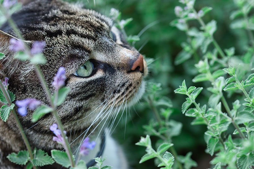 Nahaufnahme Katze schnuppert an Katzenminze