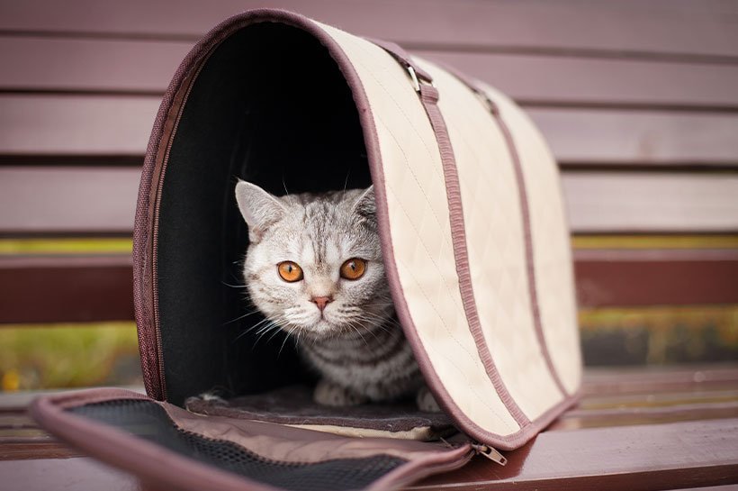 Katze schaut aus Transporttasche heraus