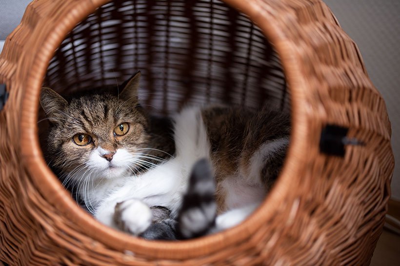 Katze liegt in Weidekorb