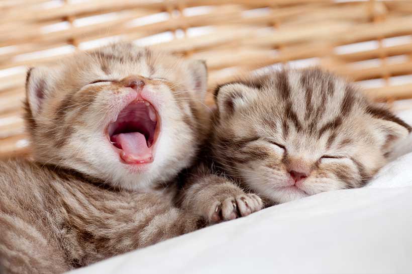 Zwei getigerte Kitten, eines schläft, eines gähnt. Zwei getigerte Kitten, eines schläft, eines gähnt.